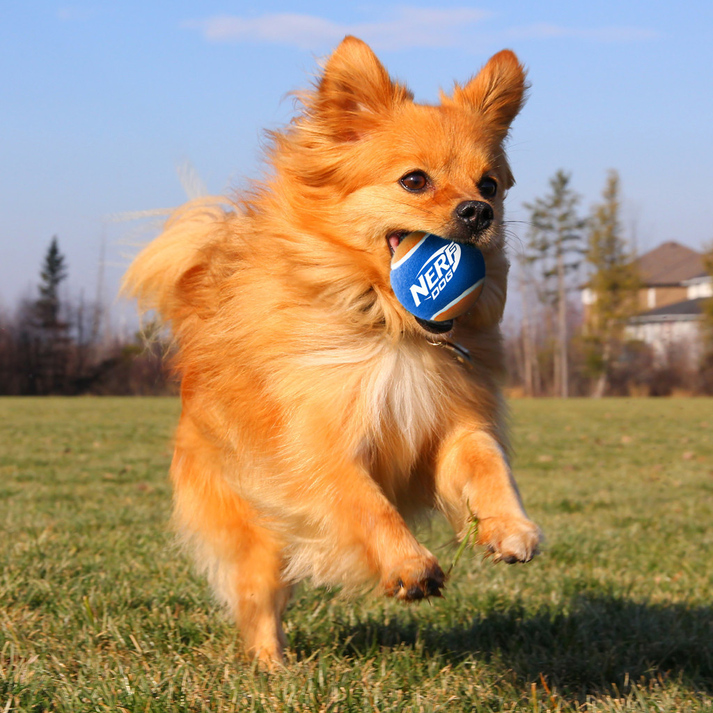 NERF DOG Hračka pro psy 3 ks tenisových míčků bez pískadla v tlakové dóze 6,5 cm