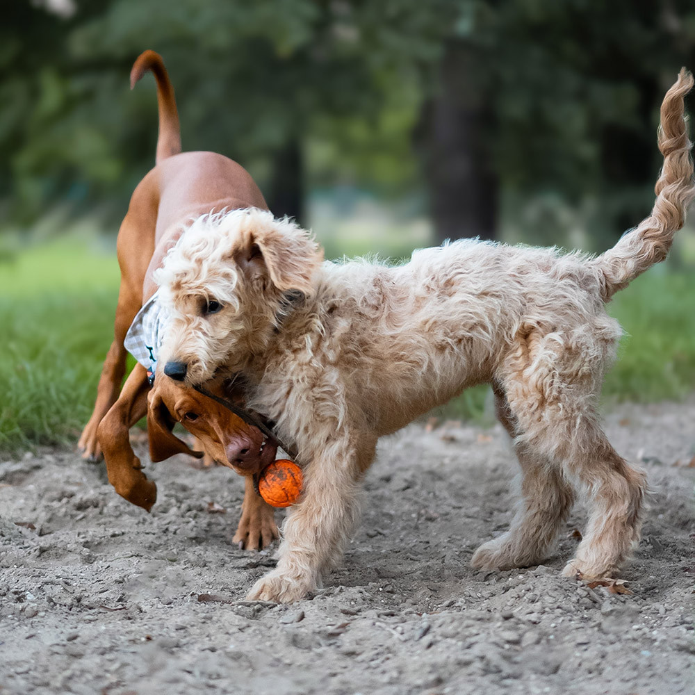 EXPLORER DOG AirBall Oranžový 8 cm